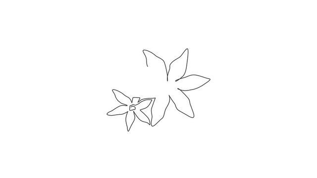 Animated self drawing of one continuous line draw beauty fresh deciduous jasmine flower. Printable poster decorative jasminum concept for home wall decor art. Full length single line animation.