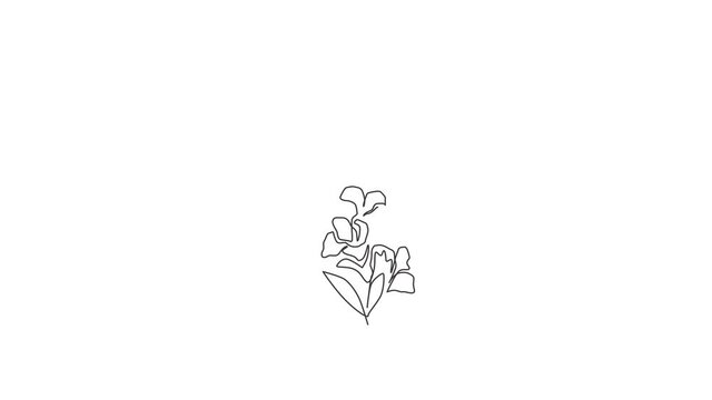 Animation of one single line drawing of beauty fresh gladiolus for home wall art decor. Printable poster decorative sword gladius flower concept. Continuous line self draw animated. Full length motion