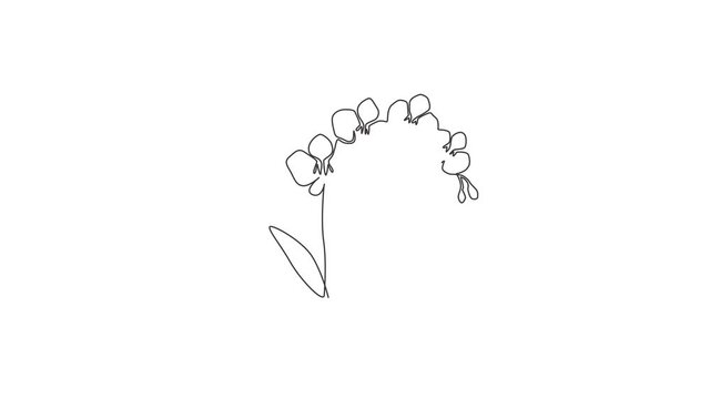 Animation of one line drawing of beauty fresh gladiolus for home wall decor art. Printable decorative sword gladius flower concept for fashion. Continuous line self draw animated. Full length motion.