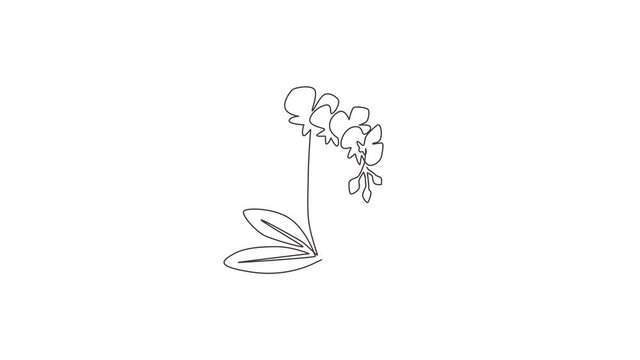 Animated self drawing of continuous line draw beauty fresh lily for home wall art decor poster. Printable sword gladius flower concept for wedding invitation card. Full length single line animation.