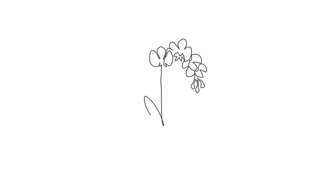 Animated self drawing of continuous line draw beauty fresh gladiolus for home decor poster. Printable decorative sword gladius flower concept for greeting card ornament. Full length one line animation