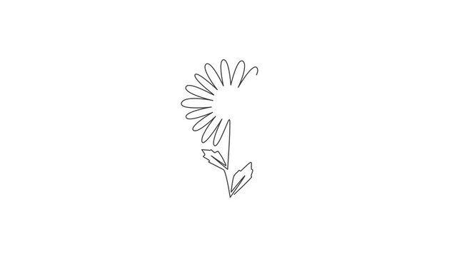 Animated self drawing of continuous line draw beauty fresh bellis perennis for wall decor art poster. Printable decorative daisy flower concept for fabric textile. Full length single line animation.