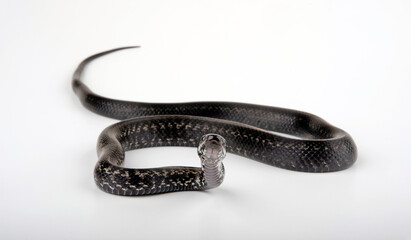 Persian Rat Snake // Persische Kletternatter (Zamenis persicus)