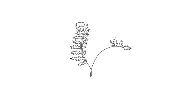 Animated self drawing of single continuous line draw cute tropical leaves fern plant. Printable decorative exotic houseplant concept for home wall decor ornament. Full length one line animation.