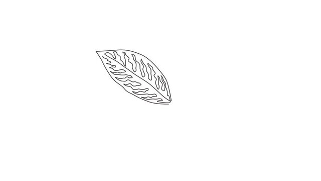 Animated self drawing of one continuous line draw cute tropical leaves aglaonema plant. Printable decorative houseplant concept for home wall decor ornament. Full length single line animation.