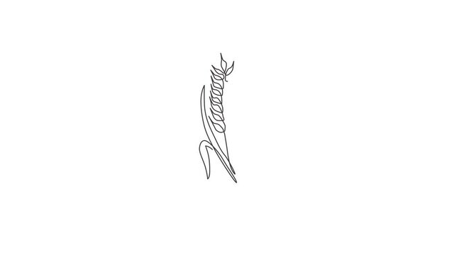 Animated self drawing of single continuous line draw whole healthy organic wheat grain for farm logo identity. Fresh staple food concept for breakfast cereal icon. Full length one line animation.
