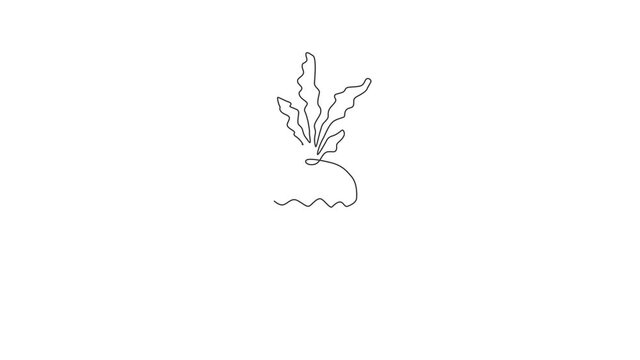 Animated self drawing of one continuous line draw whole healthy organic white turnip for farm logo identity. Fresh plant concept for root vegetable icon. Full length single line animation illustration
