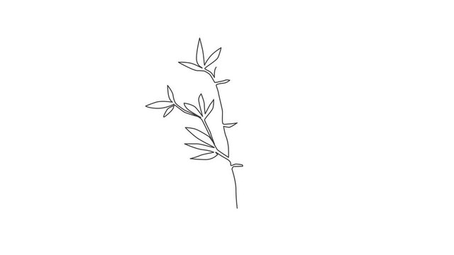 Animation of one line drawing of bamboo trees for plantation logo identity. Fresh evergreen perennial flowering plant concept for plant icon. Continuous line self draw animated. Full length motion.