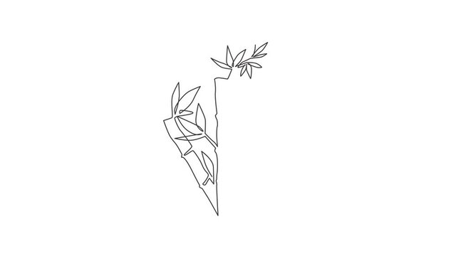 Animated self drawing of single continuous line draw bamboo trees for plantation logo identity. Fresh evergreen perennial flowering plant concept for plant icon. Full length one line animation.
