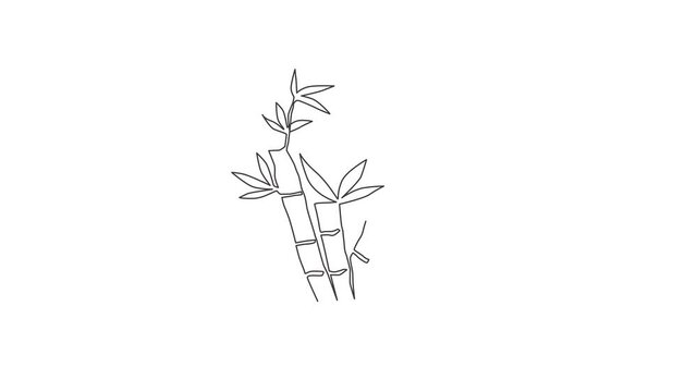Animated self drawing of one continuous line draw bamboo trees for plantation logo identity. Fresh evergreen perennial flowering plant concept for plant icon. Full length single line animation.