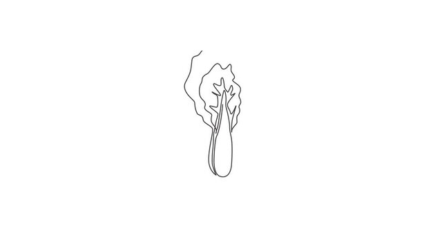 Animated self drawing of one continuous line draw whole healthy organic mustard green leaves for farm logo identity. Fresh mustard cabbage concept for vegetable icon. Full length single line animation