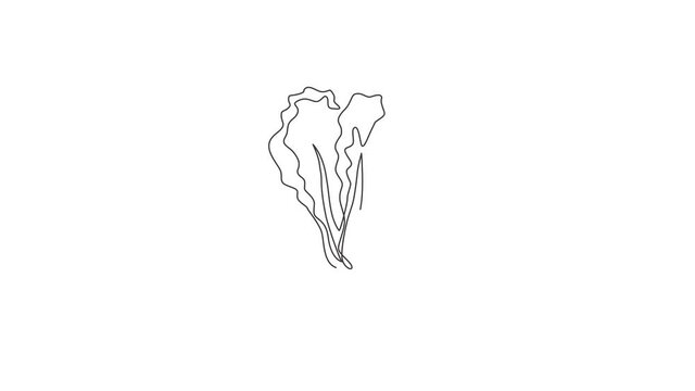 Animation of one line drawing of whole healthy organic mustard green leaves for farm logo. Fresh brassica juncea concept for vegetable icon. Continuous line self draw animated. Full length motion.