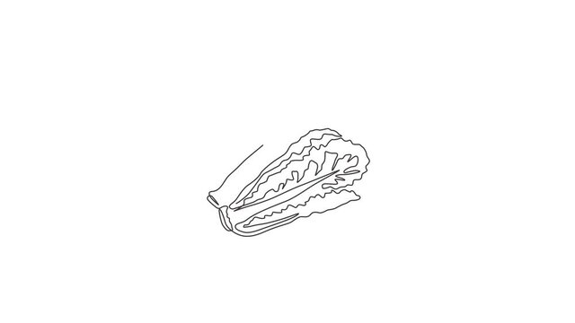 Animation of one line drawing healthy organic green lettuce leaves for farm logo identity. Fresh salad ingredient concept for vegetable icon. Continuous line self draw animated. Full length motion.