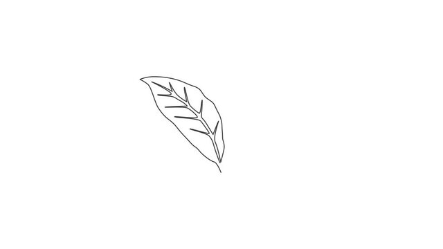 Animated self drawing of single continuous line draw healthy organic tea leaves for plantation logo identity. Fresh tender bud of tea shoot concept for tea leaf icon. Full length one line animation.