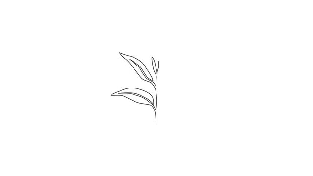 Animated self drawing of one continuous line draw whole healthy organic tea leaf for herbal drink logo identity. Fresh nature concept for tea plantation icon. Full length single line animation.