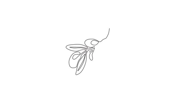 Animated self drawing of continuous line draw pile healthy organic olive fruit for orchard logo identity. Fresh core ingredients concept for fruit icon. Full length one line animation illustration.