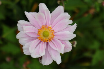 Obraz premium pink dahlia