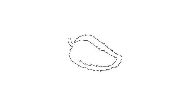 Animated self drawing of single continuous line draw whole healthy organic soursop for orchard logo identity. Fresh summer fruitage concept for fruit garden icon. Full length one line animation.