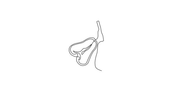 Animated self drawing of one continuous line draw whole healthy organic bell fruits for orchard logo identity. Fresh bellfruit concept for fruit garden icon. Full length single line animation.