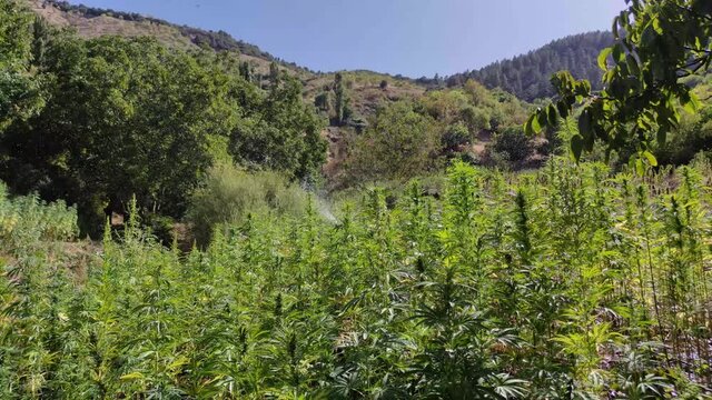Irrigation, Medicinal Industry, Pharmacy, Field of hemp. Cannabis farm plantation.