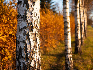 leaves, autumn, sunset, trees, birches, birch, road - obrazy, fototapety, plakaty