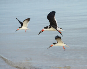 A trio of Skimmers ready for action.
