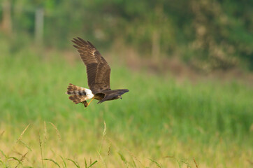 various birds of prey