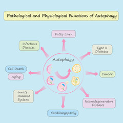 Pathological and Physiological  Functions of Autophagy vector illustration