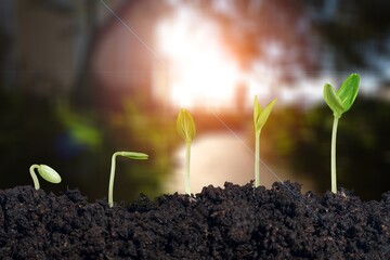 Agriculture and plant grow sequence in soil with morning sunlight