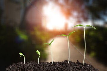 Agriculture and plant grow sequence in soil with morning sunlight
