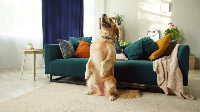 Golden retriever standing on back paws close-up. Trained dog posing in living room, doing command. Happy domestic animal concept, best friends, puppy breathing with tongue out.