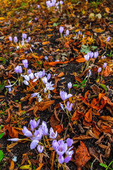 Picturesque view from Kenaupark, an urban park in Haarlem city of the Netherlands