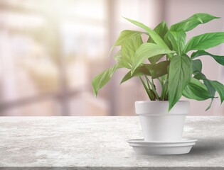 Green flower with tropical leaves or houseplan in a pot