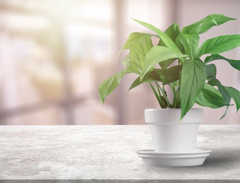 Green flower with tropical leaves or houseplan in a pot © BillionPhotos.com