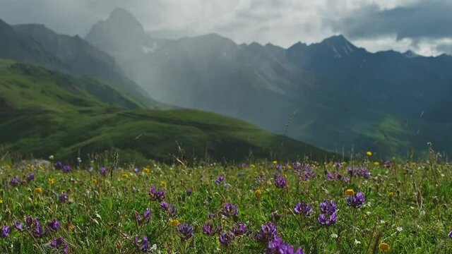 Idyllic mountain landscape with blooming meadows in summer, 4k