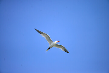 Tern in elegant flight.