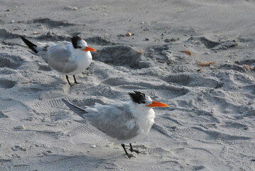 Florida Terns on the beach
