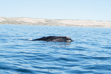 Fototapeta premium Ballenas a la vista 