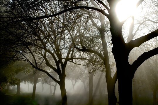 trees in the fog © Art