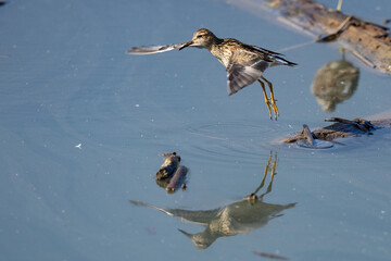 Pectoral Sandpiper Shorebird Takes Flight in a Marsh