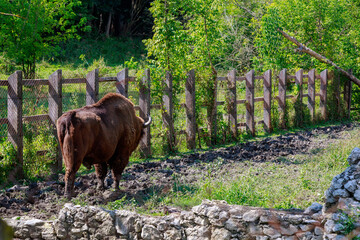 Bison in the aviary. The symbol of Moldova. Natural protected by the state reserve. Background with copy space © Iurii Gagarin