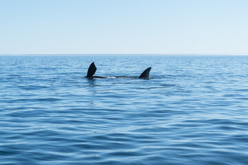 Fototapeta premium Ballenas a la vista 