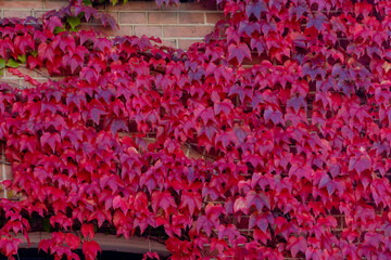 Nature autumn background, Parthenocissus tricuspidata commonly called Boston ivy, Colourful purple red leaves of vine growing on the wall in the garden, Beautiful tiny leaf pattern texture in fall.
