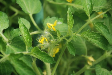 Yellow tomato flowers on a green stalk. Among the green leaves, yellow tomato flowers with long thin petals blossomed on green long stems with villi.