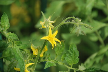 Yellow tomato flowers on a green stalk. Among the green leaves, yellow tomato flowers with long thin petals blossomed on green long stems with villi.