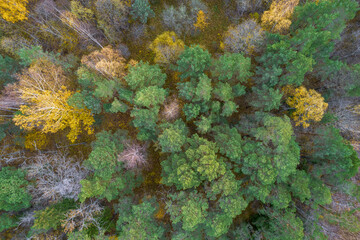 Directly above aerial drone full frame shot of green emerald pine forests and yellow foliage groves with beautiful texture of treetops. Beautiful fall season scenery. Mountains in autumn golden colors