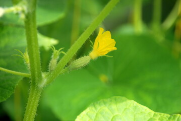 Yellow shaggy cucumber flower. The cucumber plant has bloomed and an ovary has appeared. Only that a small cucumber has formed at the end of which there is still a yellow flower.