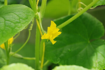 Yellow shaggy cucumber flower. The cucumber plant has bloomed and an ovary has appeared. Only that a small cucumber has formed at the end of which there is still a yellow flower.
