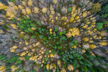 Directly above aerial drone full frame shot of green emerald pine forests and yellow foliage groves with beautiful texture of treetops. Beautiful fall season scenery. Mountains in autumn golden colors