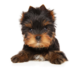 Close-up of a Yorkshire terrier puppy